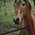 Cara de caballo