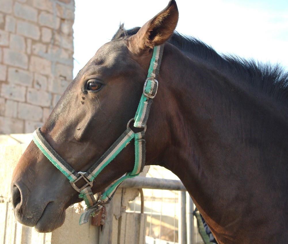 cara de caballo