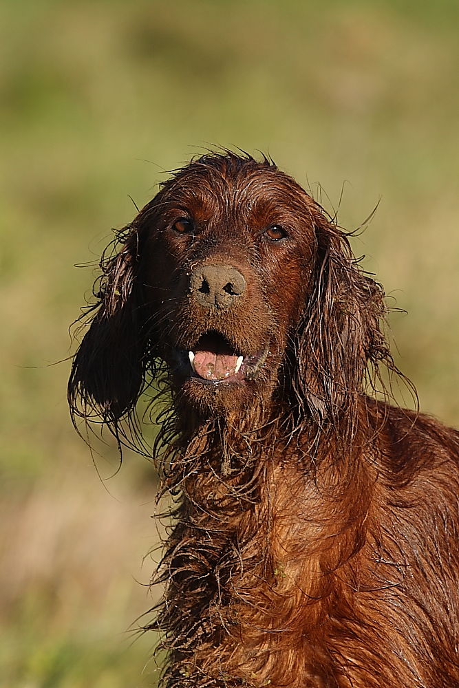 Cara, Irish Red Setter in Schlammpackung:-)