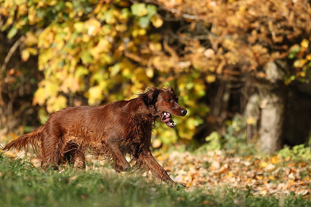 Cara ... orange gold ist der Herbst:-)