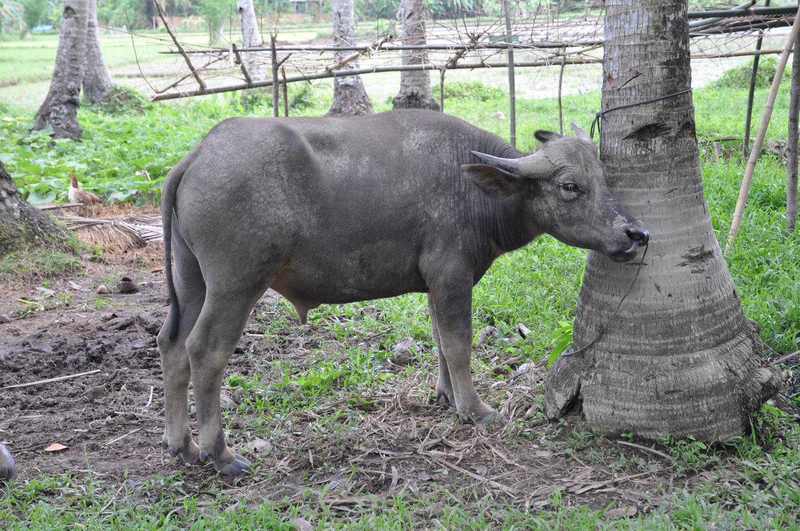 Carabao