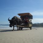 Carabao Taxi