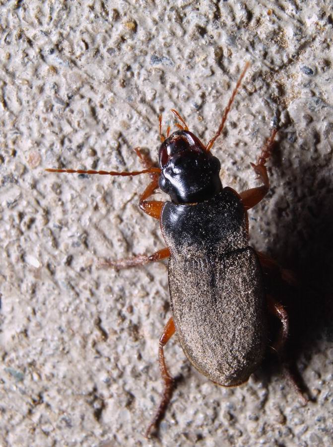 Carabidae