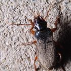 Carabidae