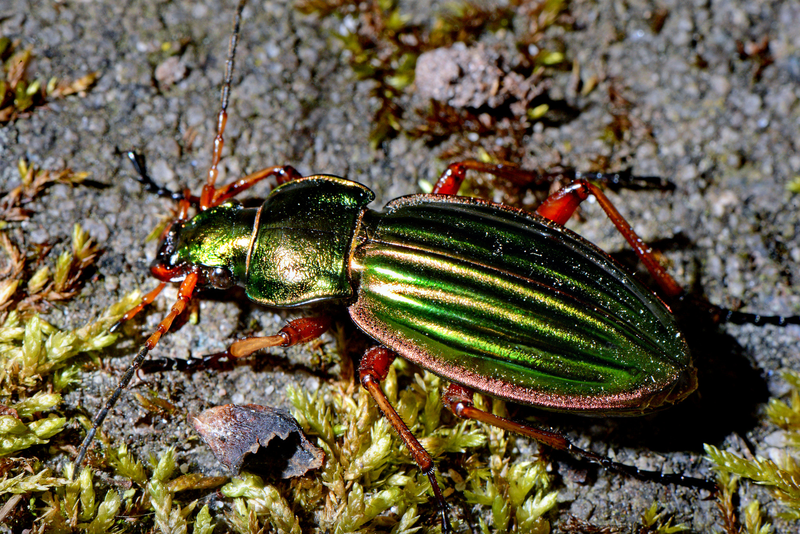 Carabus auratus Goldschmied 