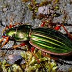 Carabus auratus Goldschmied 