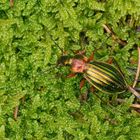 Carabus auronitens