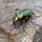 Carabus auronitens