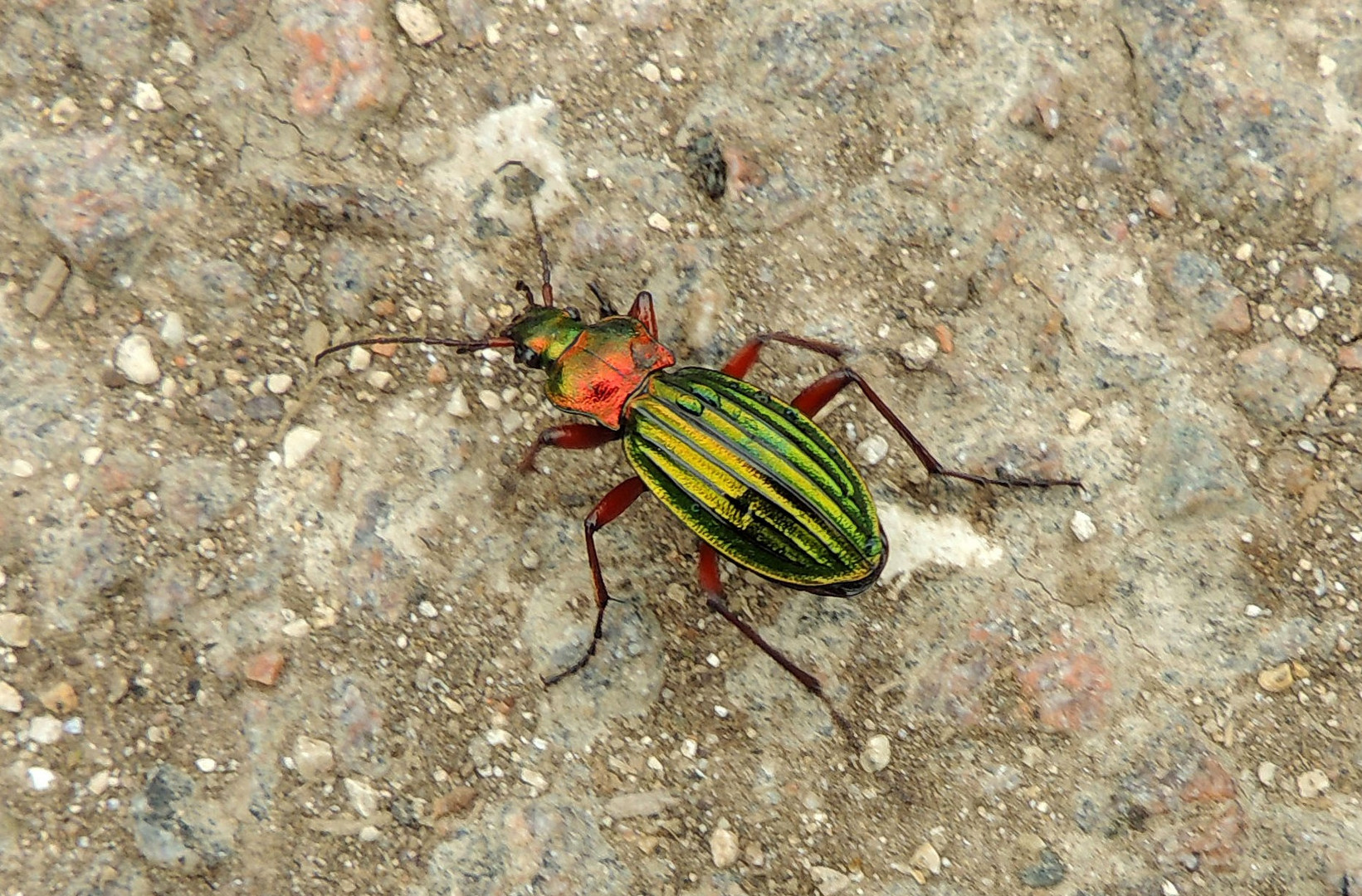 Carabus auronitens (Carabe à reflets cuivrés)