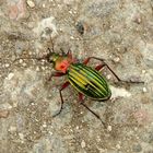 Carabus auronitens (Carabe à reflets cuivrés)