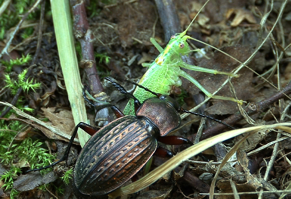 Carabus cancellatus erbeutet Schrecke