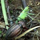 Carabus cancellatus erbeutet Schrecke