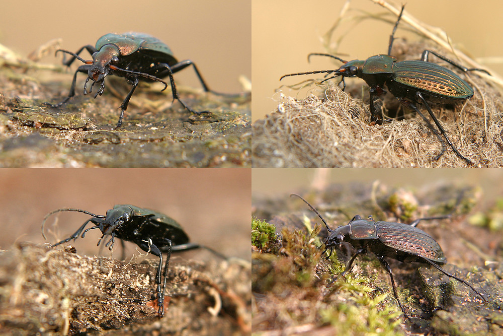 Carabus cancellatus oder granulatus ???