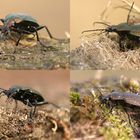 Carabus cancellatus oder granulatus ???