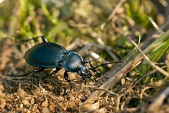 Carabus convexus - Kurzgewölbter Laufkäfer