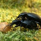 Carabus coriaceus