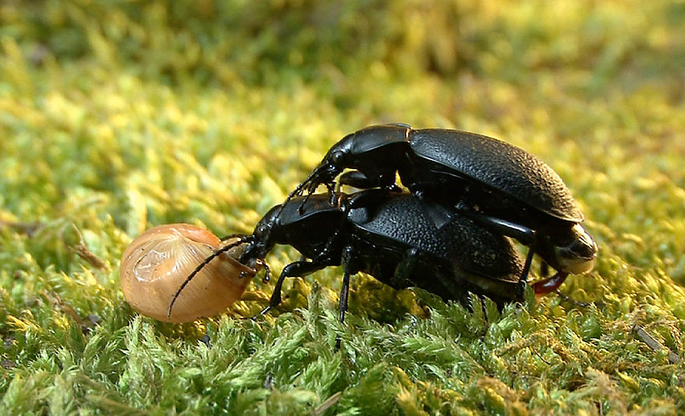Carabus coriaceus Foto & Bild tiere, wildlife, insekten Bilder auf