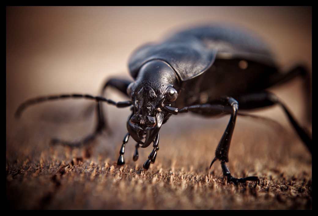 Carabus coriaceus