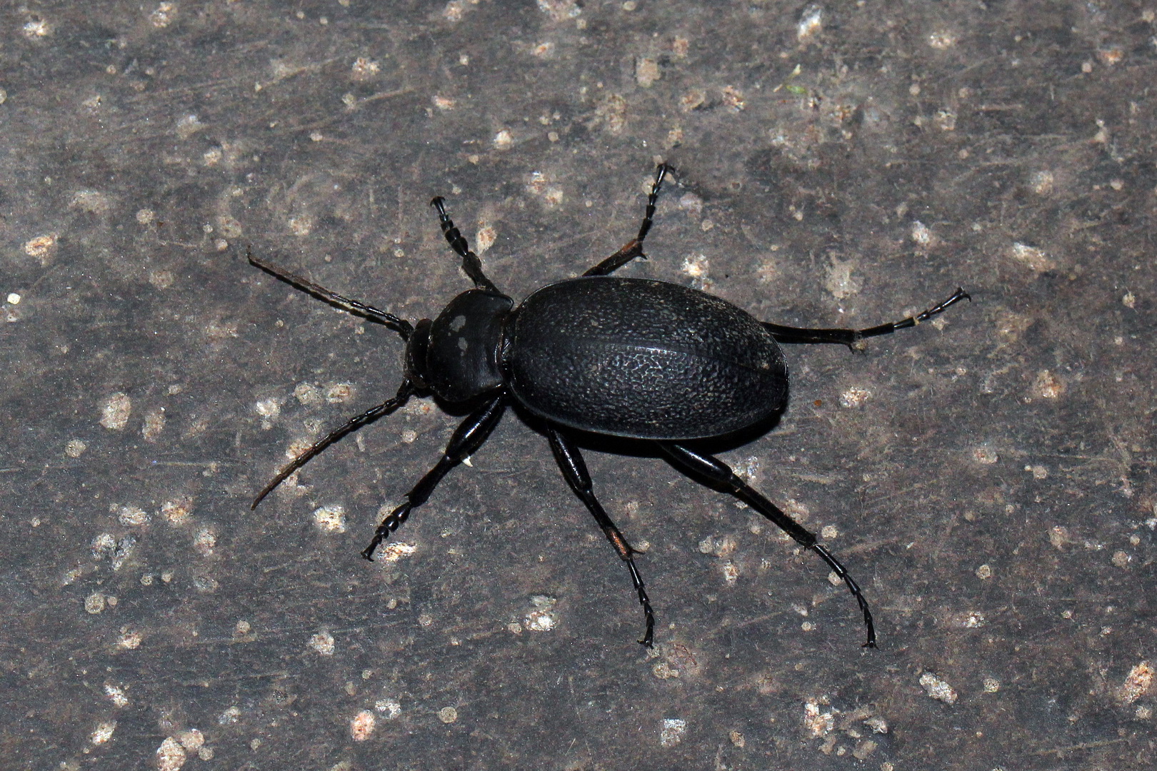 Carabus coriaceus