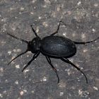 Carabus coriaceus