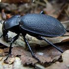 Carabus coriaceus - familie Carabidae