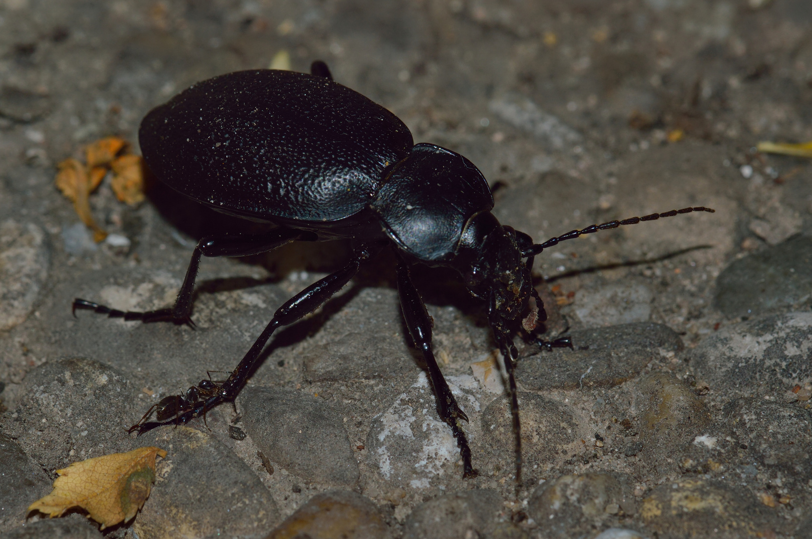 Carabus coriaceus, Lederlaufkäfer