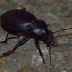 Carabus coriaceus, Lederlaufkäfer