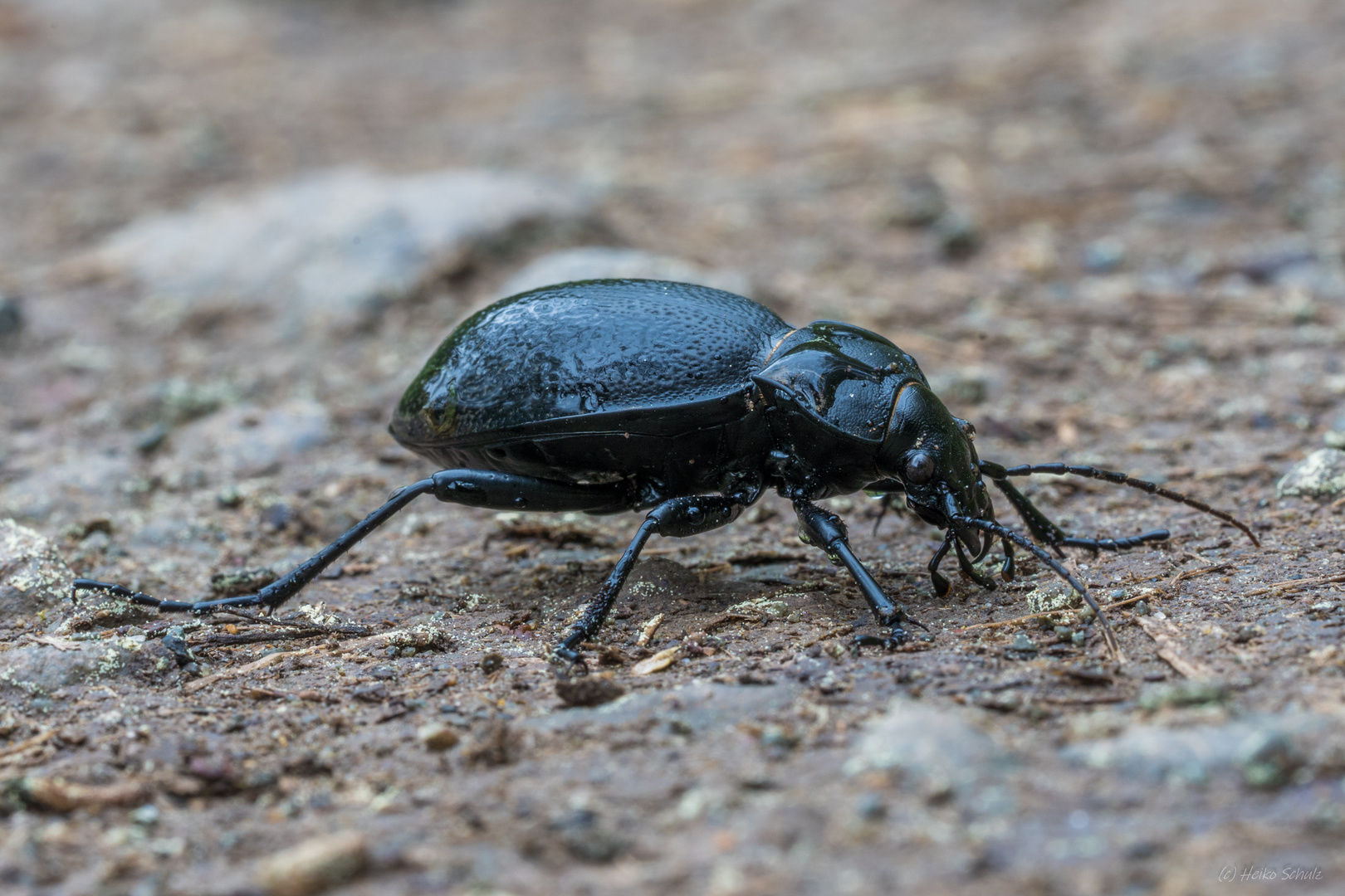 Carabus coriaceus - Lederlaufkäfer