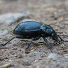 Carabus coriaceus - Lederlaufkäfer