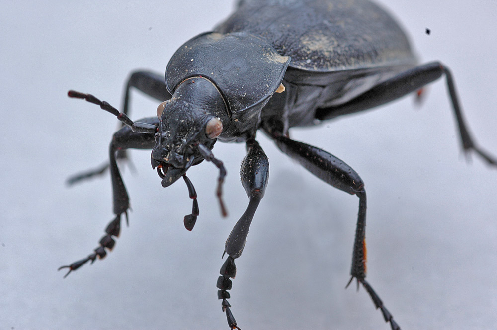 Carabus corriaceus, der Lederlaufkäfer