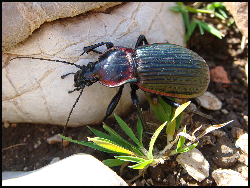 Carabus Foto & Bild natur, insekten, tiere Bilder auf