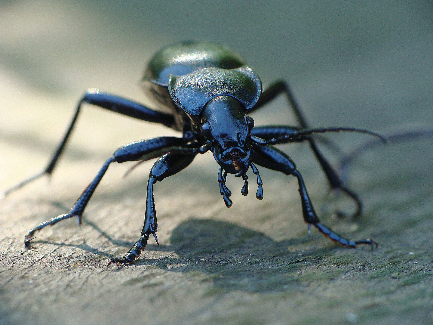 Carabus glabratus