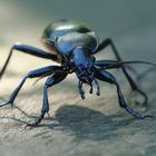 Carabus glabratus