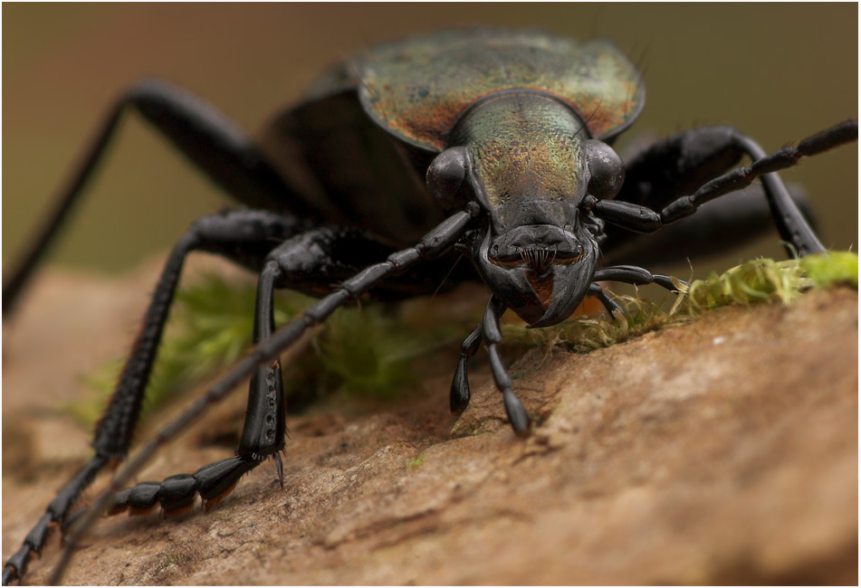 ~ Carabus granulatus ~