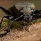 ~ Carabus granulatus ~