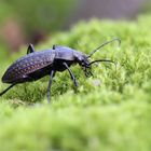 Carabus granulatus