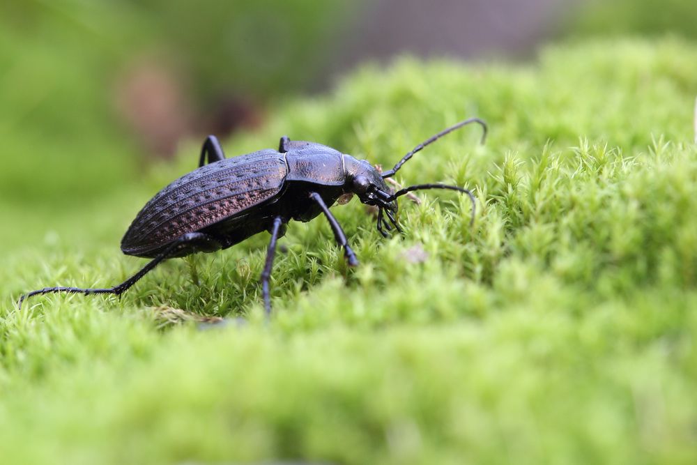 Carabus granulatus Foto & Bild canon, makro, natur Bilder auf
