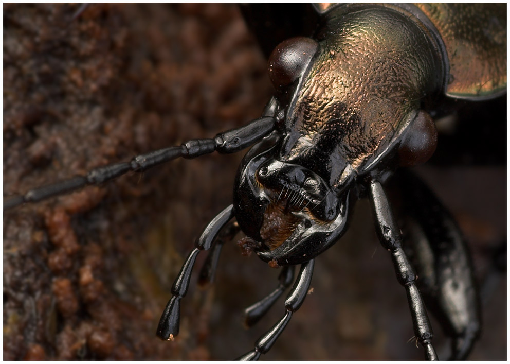 ~ Carabus granulatus ~