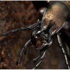 ~ Carabus granulatus ~