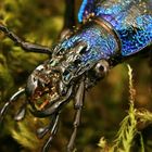 Carabus ...hortensis?? Non, INTRICATUS !!