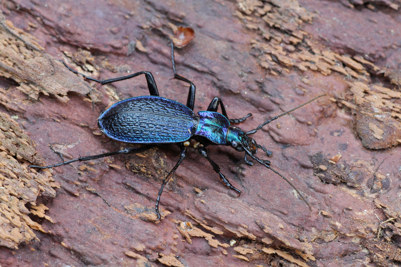 Carabus intricatus