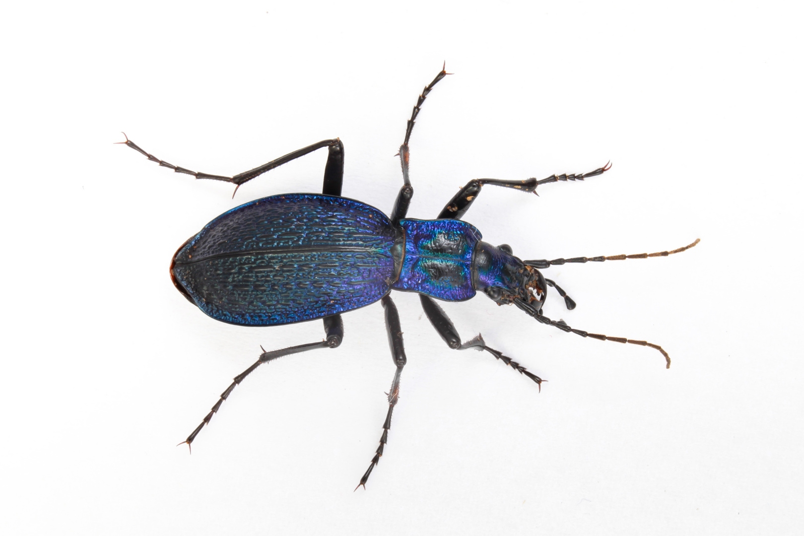 Carabus intricatus