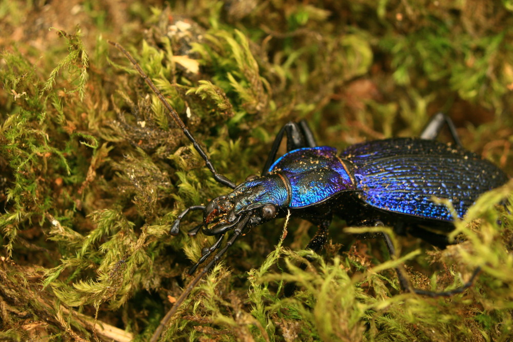 Carabus intricatus