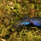 Carabus intricatus