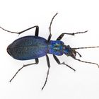 carabus intricatus - Dunkelblauer Laufkäfer