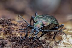 Carabus nemoralis