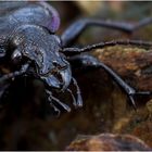 ~ Carabus nemoralis ~