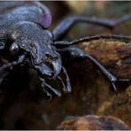 ~ Carabus nemoralis ~