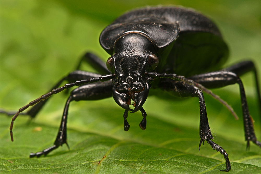 Carabus  nemoralis