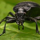 Carabus  nemoralis